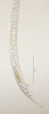 tail region 40x obligue