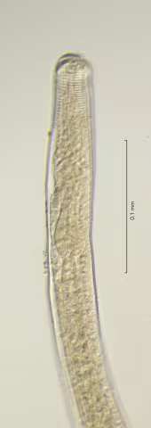 head region 40x obligue