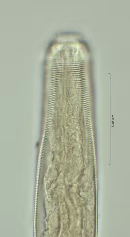 head region w amphid 100x