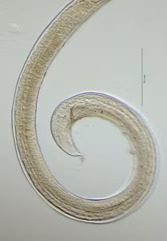 tail region 40x obligue