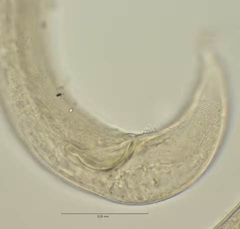 tail region w spicula 100x