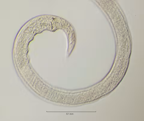 tail region 40x obligue