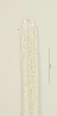 head region w amphid 100x