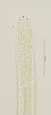 head region w buccal cavity 100x