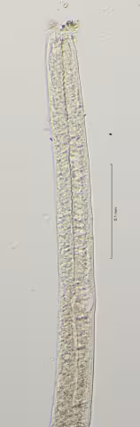 oesophagus region 40x obligue