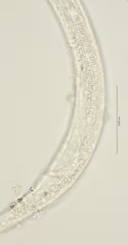 lateral field cloaca region 100x