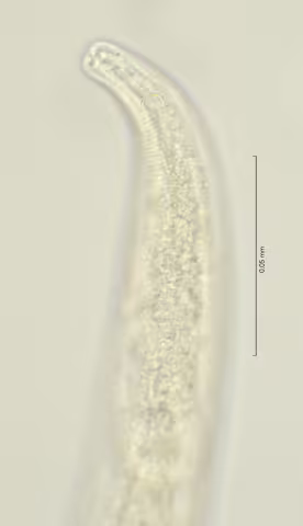 head region w amphid 100x