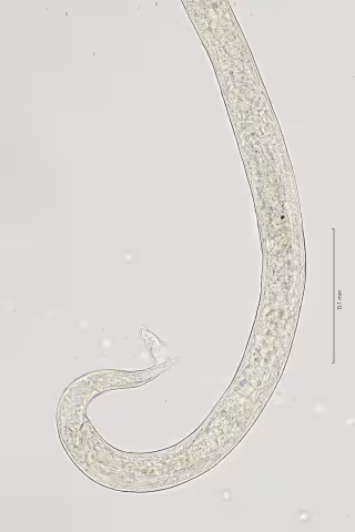 tail region 40x stack