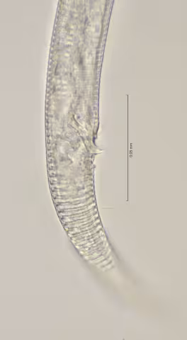 cloaca region 100x stack