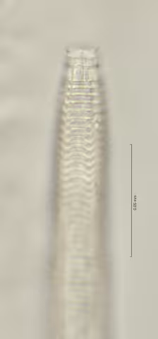 head region w amphid 100x