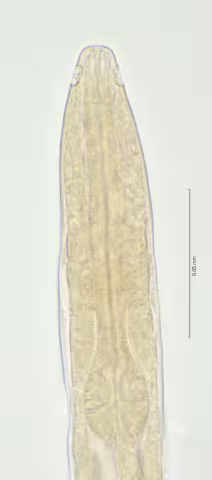 head region w amphid 100x