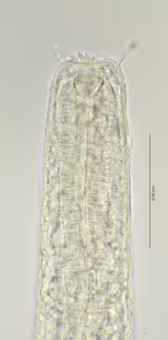 head region w buccal cavity 100x