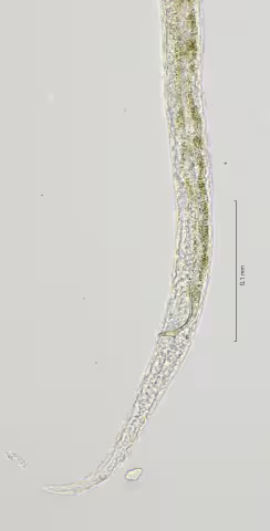 tail region 40x stack