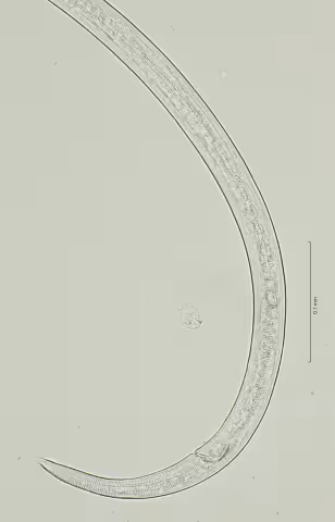 tail region 40x stack