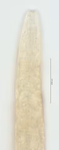 head region w amphid 100x