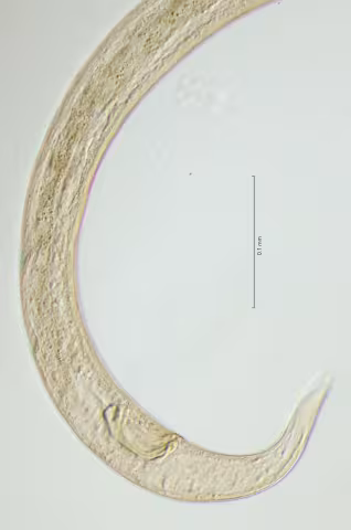 tail region 40x obligue