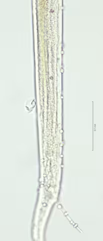 spicula full length 40x