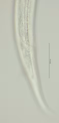 lat diff cloaca region 100x