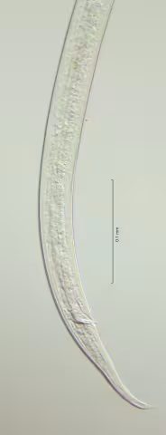 tail region 40x obligue