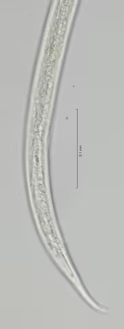 tail region lat diff 40x