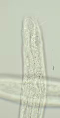 head region w amphid 100x