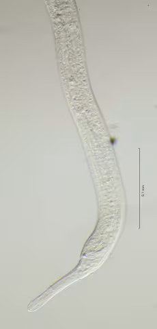 tail region 40x obligue