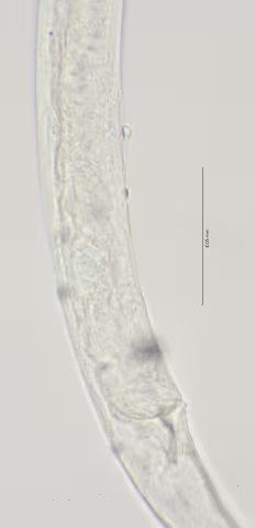 cloaca region w supplements 100x