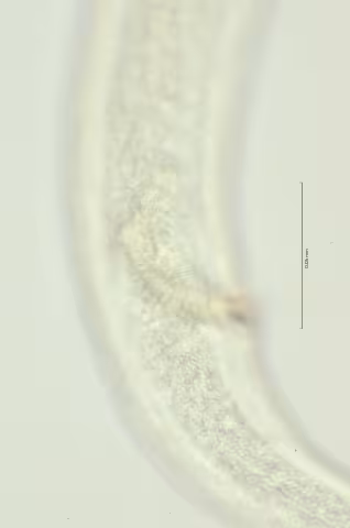 lateral field at cloaca region 100x