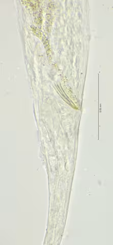 cloaca region 100x stack