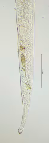tail region 40x obligue