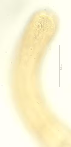 head region w amphid 100