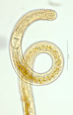 head region w amphid 40x