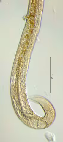 tail region 40x obligue