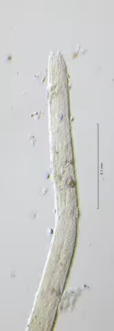 head region 40x obligue stack