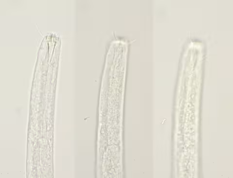 head region 100x combination