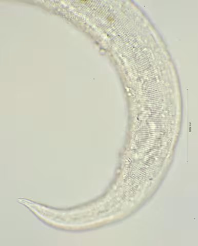 lateral field at cloaca region 100x