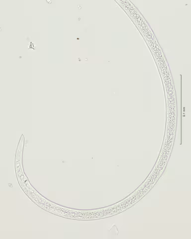 tail region 40x stack