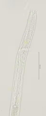 head region w amphid 40x