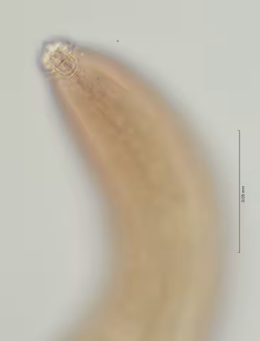 head region w amphid 100x