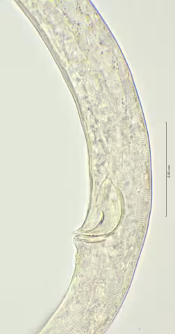 cloaca region 100x stack