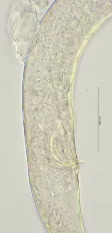 cloaca region 100x stack