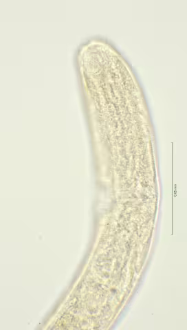 head region w amphid 100x