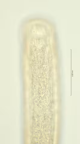 head region w amphid 100x