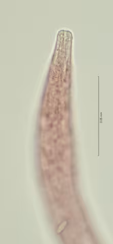 head region w left amphid 100x