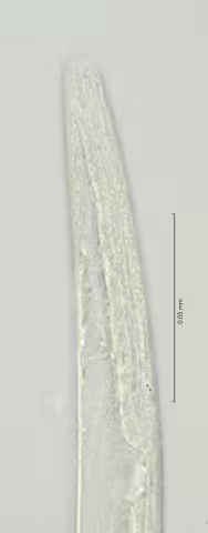 head region 100x stack