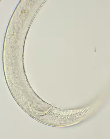 cloaca region 100x stack