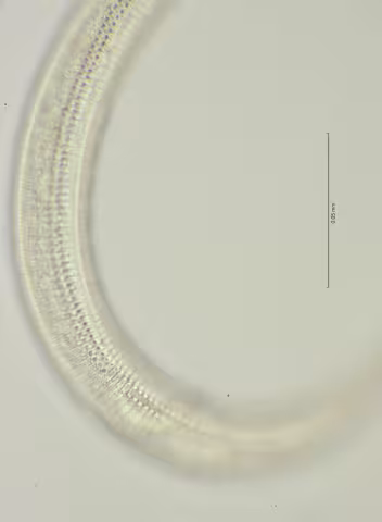lateral field at cloaca region 100x