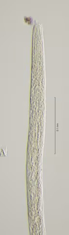 head region 40x obligue