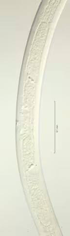 vulva region 40x obligu