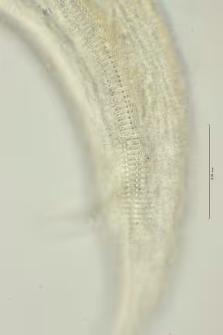 lateral field at cloaca region 100x